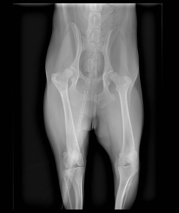 Zak's X-ray